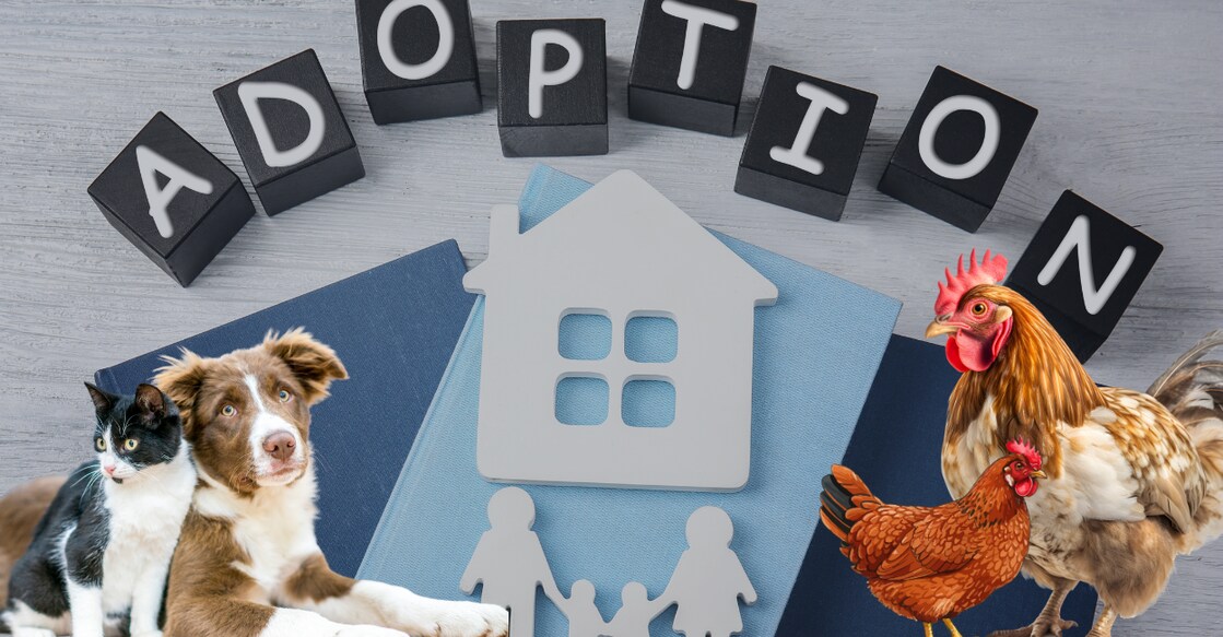 Representational image. Canva. 