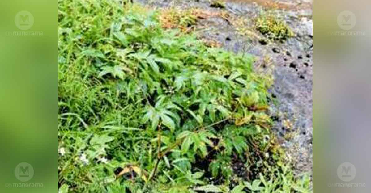 New carrot species discovered in Eravikulam National Park in Kozhikode
