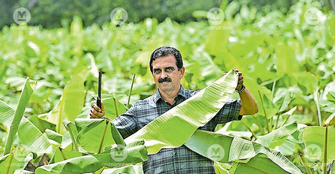 plantain-leaf-farm