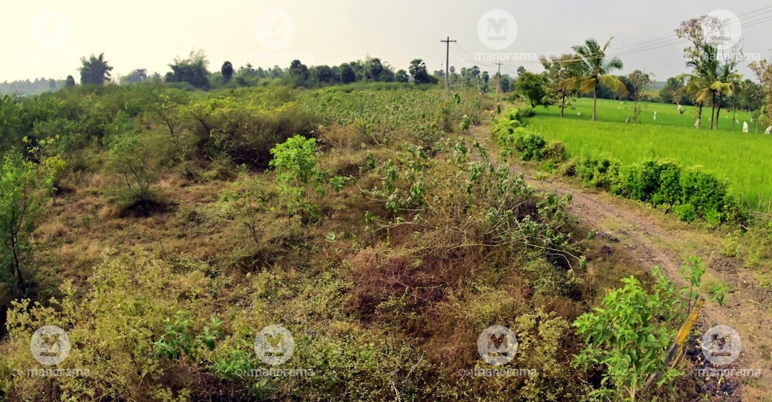  Elappully in Palakkad, where the brewery is to be built. Photo: Manorama