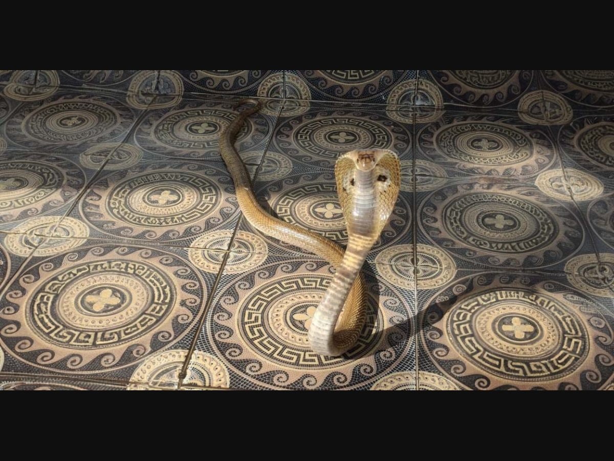 Snakes are after scent of love, 36% rise in rescue, Kerala forest