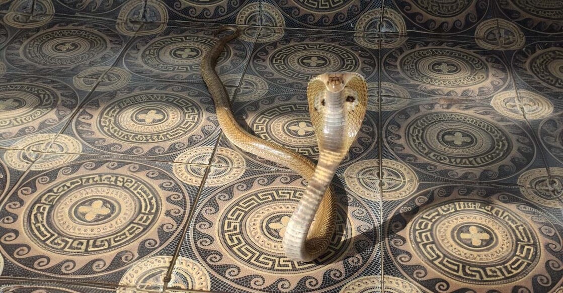 Indian spectacled cobra caught from a house in Kottayam. Photo : Muhammad Shebin