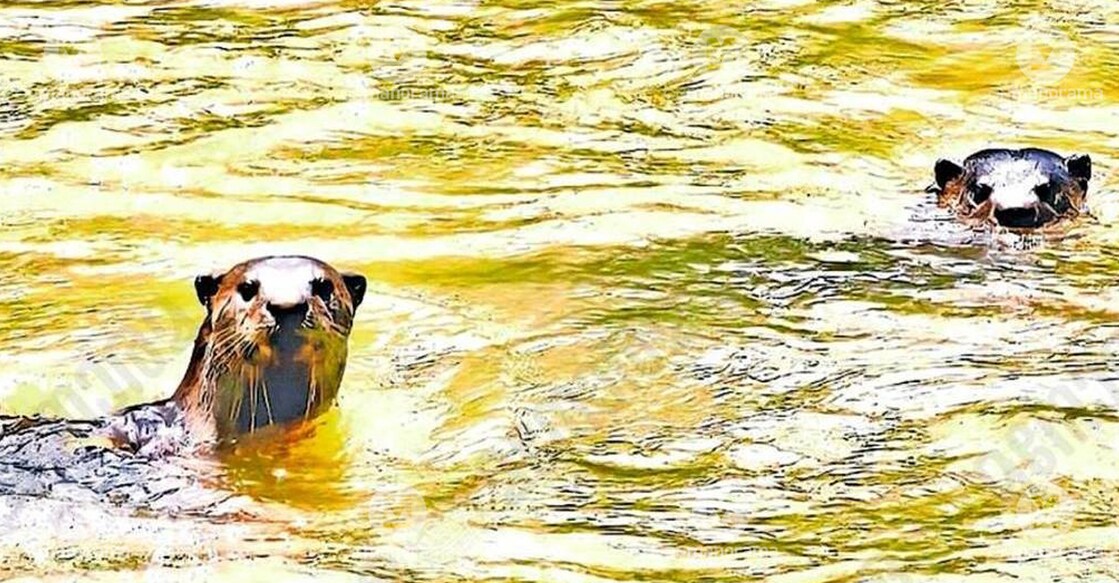 Otters in Thodupuzha lake. Photo: Manorama