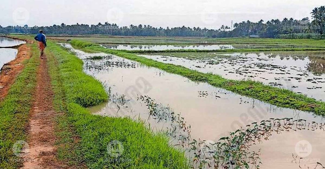 Water-logged paddy fields in the Edathirinji cole fields. Photo: Special arrangement