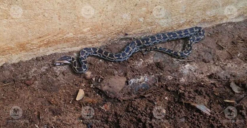 Pythons feel at home in Kochi's plush neighbourhoods, 70% of total ...