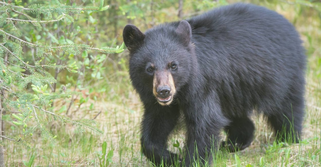 Representational image. File/ Canva.