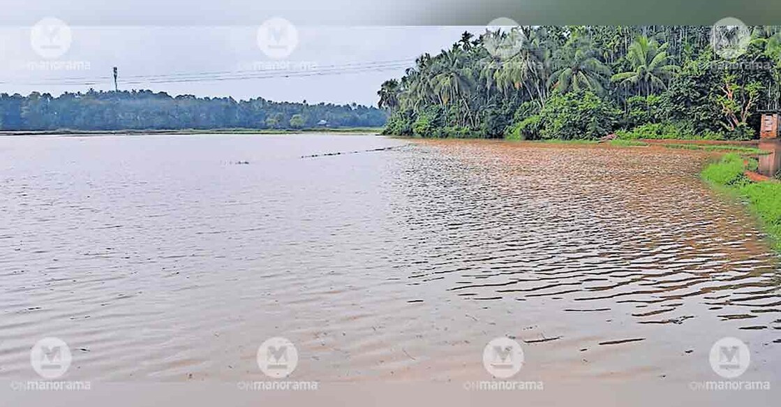 rain-paddy-field