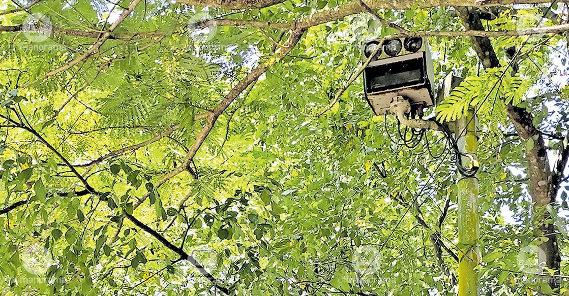 The speed surveillance camera installed by the MVD on Changanassery Bypass Road remains hidden under tree branches. Photo: Manorama 