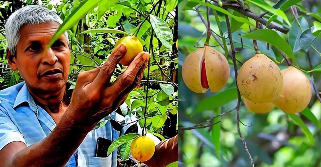 M O Avarachan in his nutmeg farm. Photo: Manorama