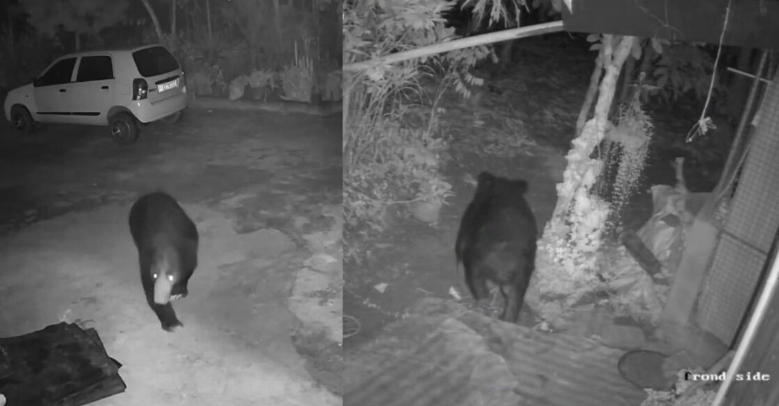 Bear roams in Wayanad's Cheeral. Photo: Screengrab/ CCTV