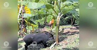 Wild boar menace ravages farms in Kollam's Alayaman panchayat, farmers demand action