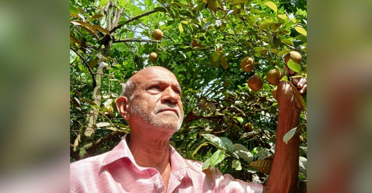 Vanilla failed him, now nutmeg brings national honor for Kottayam FACT researcher turned farmer
