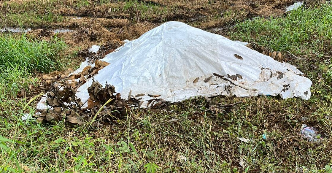 The paddy produce covered in tarpaulin over which toilet waste was dumped.  Photo: Special arrangement