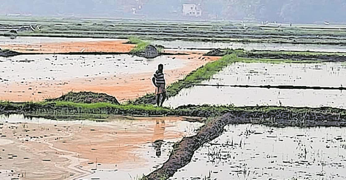 A farmer standing in one of the submerged paddy fields. Photo: Manorama