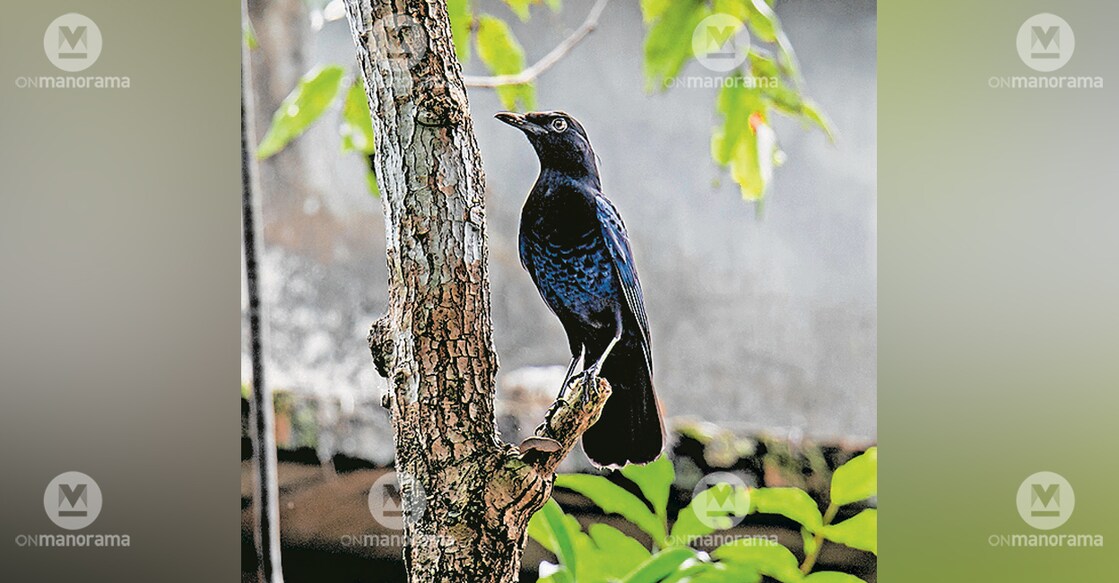 Malabar Whistling Thrush. Photo: Manorama