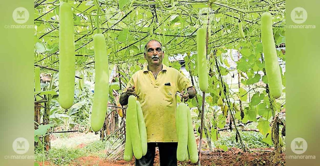 bottle-gourd-harvest