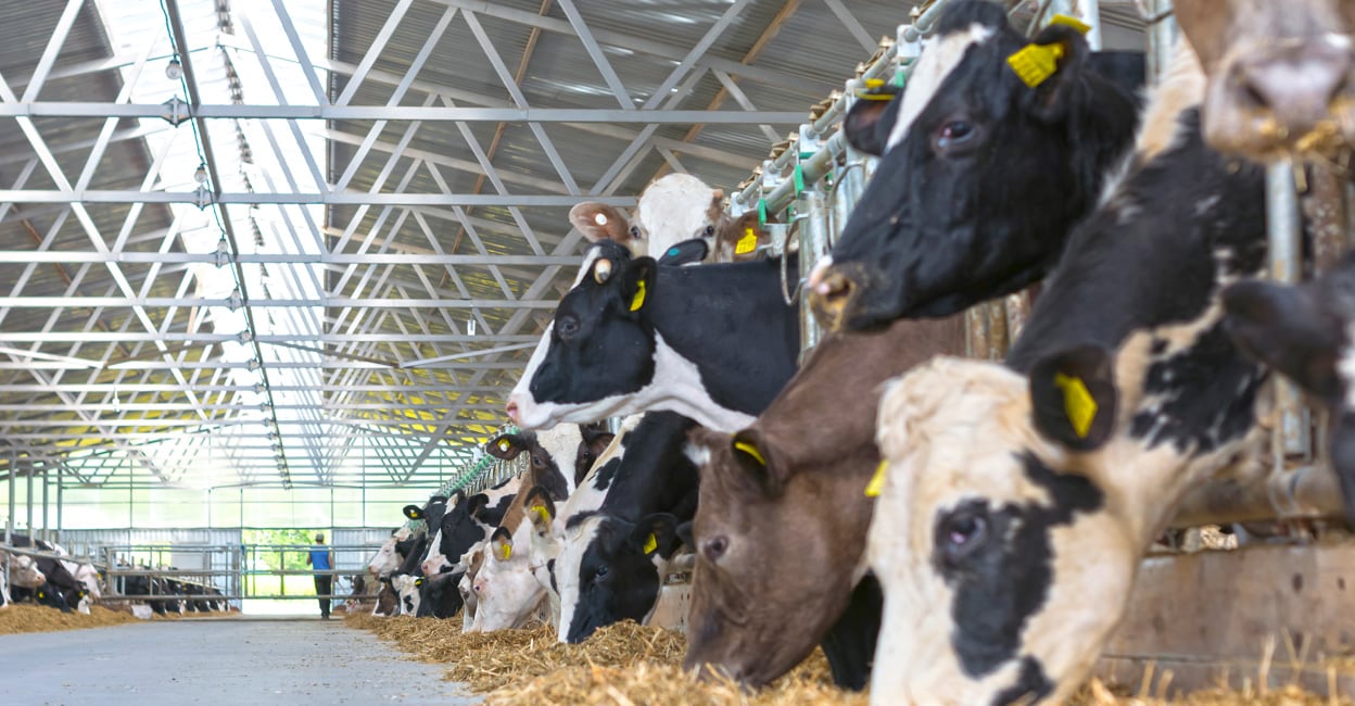 Researchers from Kerala scientifically validate a traditional medicine to solve a global dairy problem