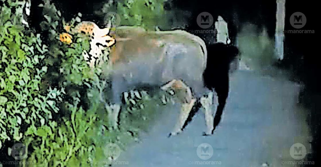 The bison spotted along the high range highway in Palappuzha on Saturday night. Photo: Special arrangement