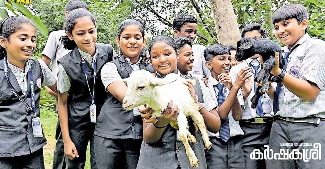 Children playing with lambs in the farm. Photo: Karshakasree