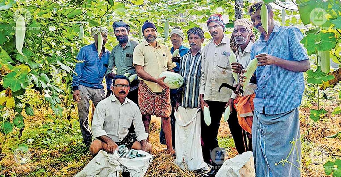 pesticide-free-farming