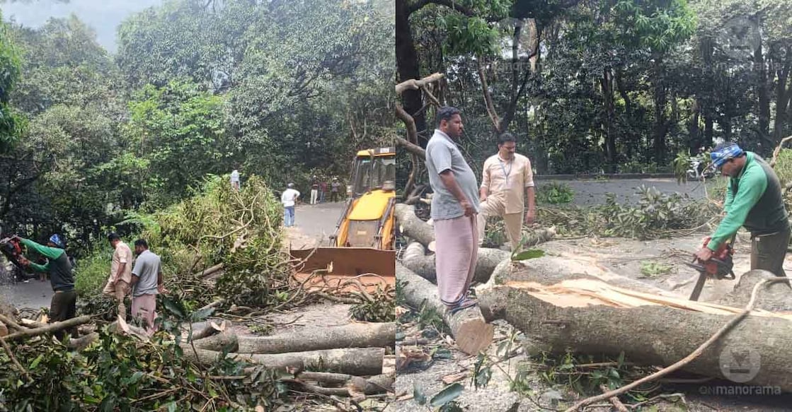 Public Works and Forest departments cut trees along curves of Wayanad Ghat Road. Photo: Special arrangement