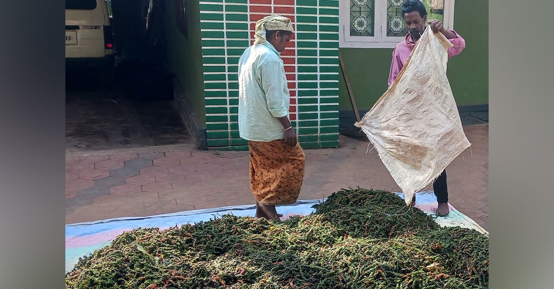 Workers dry freshly harvested pepper in the sun. Photo: Special arrangement