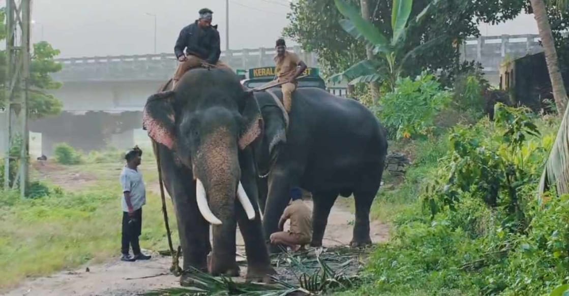 The two trained kumki elephants, Vikram and Bharath. Photo: Special Arrangement