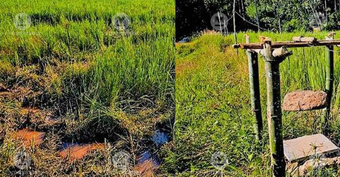 Combo image of (1) the paddy crop, which belongs to Chenchady Ananthu Krishnan in Poothady panchayat, stands ravaged by the tusker (L) and cracker traps installed around the paddy field by farmers to deter wild tuskers and alert them to intrusions. Photo: Special arrangement