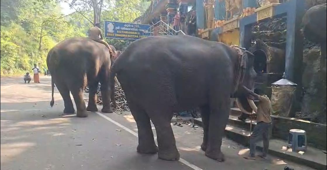 The two trained elephants deployed to track and guide the wild elephant away from inhabited areas. Photo: Special Arrangement. 