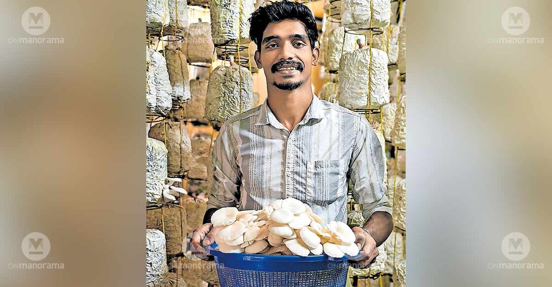Sooraj Soman harvesting mushrooms at his farm. Photo: Special arrangement