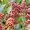 South Indian coffee farmers want high-yield varieties, officials warn of biosecurity risks
