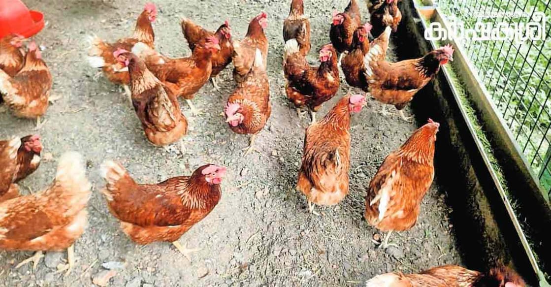 kochurani-poultry-farm