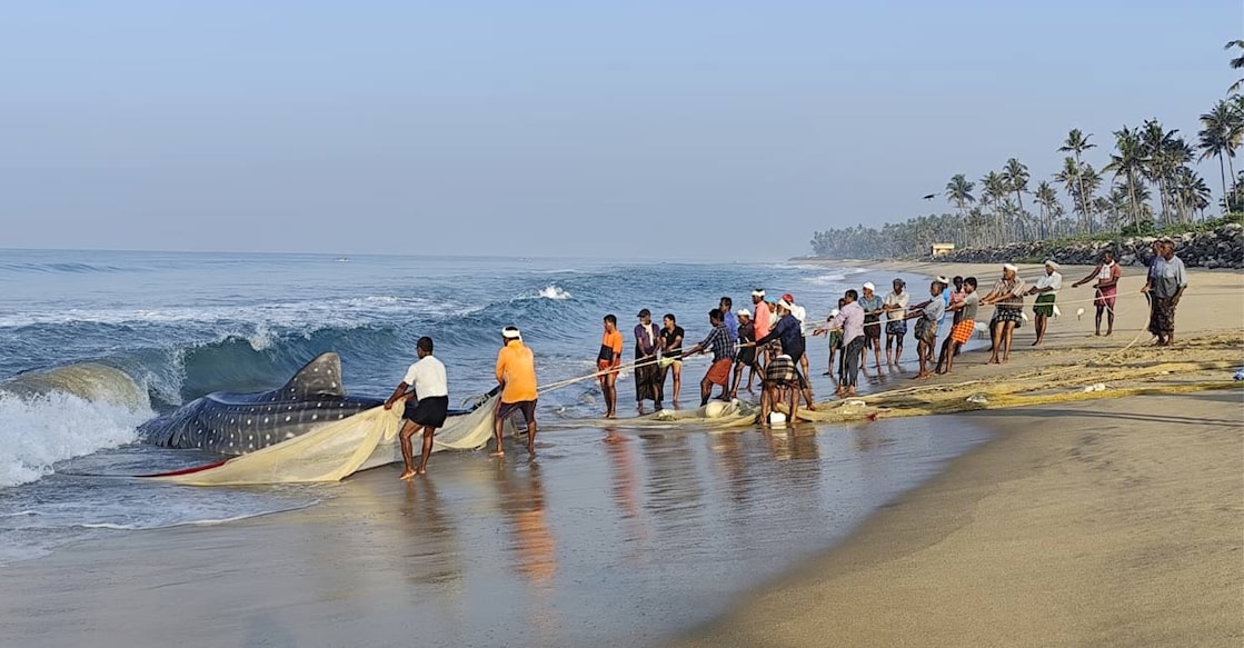 Fishermen dragging a massive dark figure from the water. Photo: Aswin Daniel/ Special Arrangement. 