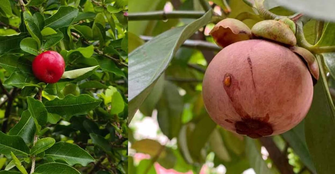 Exotic fruits in Anil's farm. Photo: Special arrangement