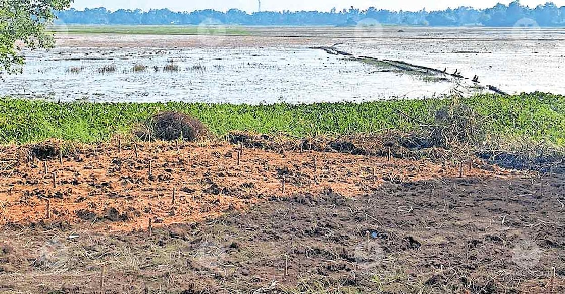 Cassava stems were planted after preparing the wasteland using tractor when the paddy was planted in the fields. Photo: Special arrangement