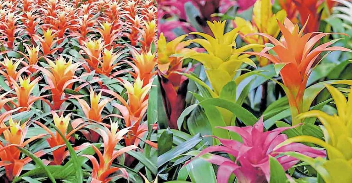 bromeliad