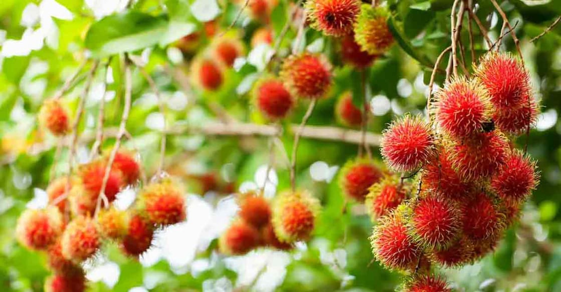 rambutan