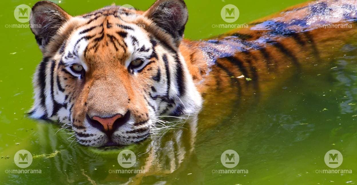 How Rear-Facing Masks Could Help Reduce Tiger Attacks in ...
