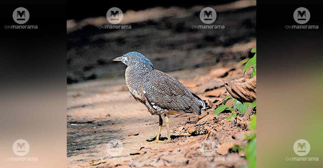 malayan-night-heron