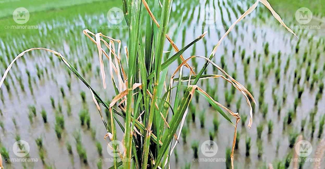 bacterial-leaf-blight-paddy