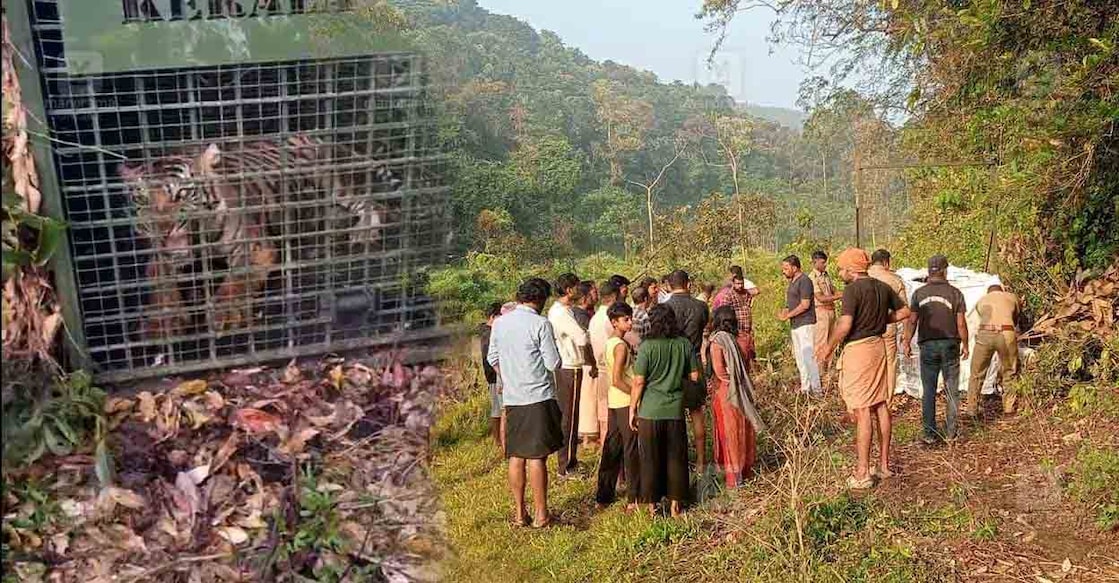 Tiger trapped inside Forest Department's cage; residents of Kumbalathamon in Vadaserikkara crowd the area after the animal's capture. Photo: Manorama