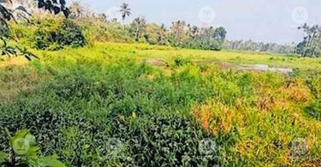 The Oxbow Lake at Kanichanthura near Vynthala remains infested with water hyacinth, algae and other aquatic plants. Photo: Special arrangement