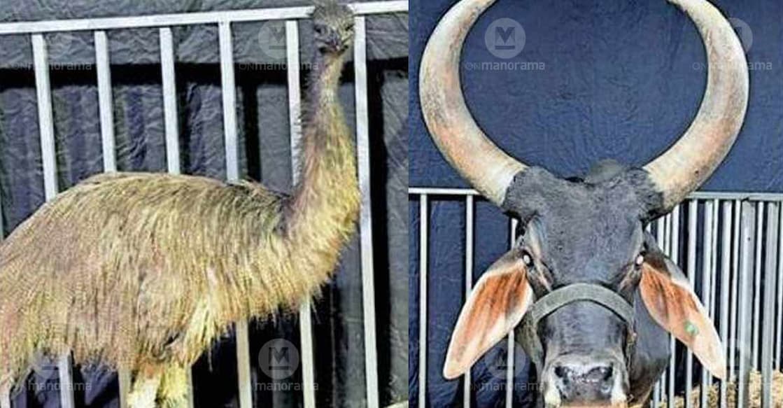 An emu (L) and an ox from Maharashtra on display at the Pets World at Konni Fest. Photo: Special arrangement