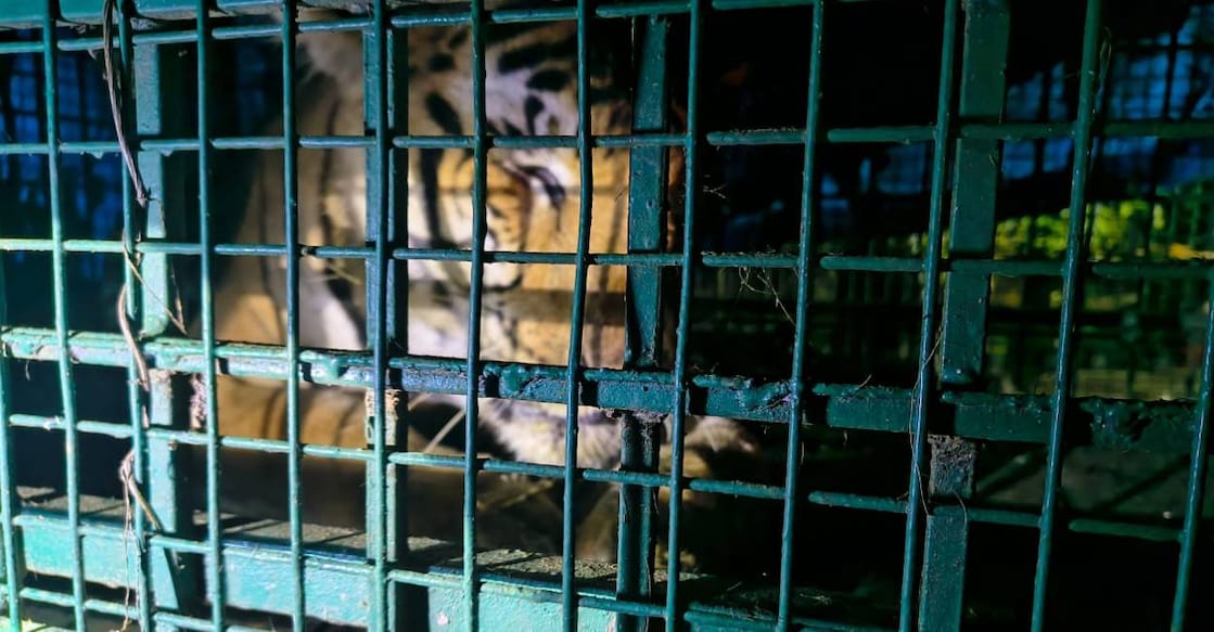tiger-trapped-wayanad