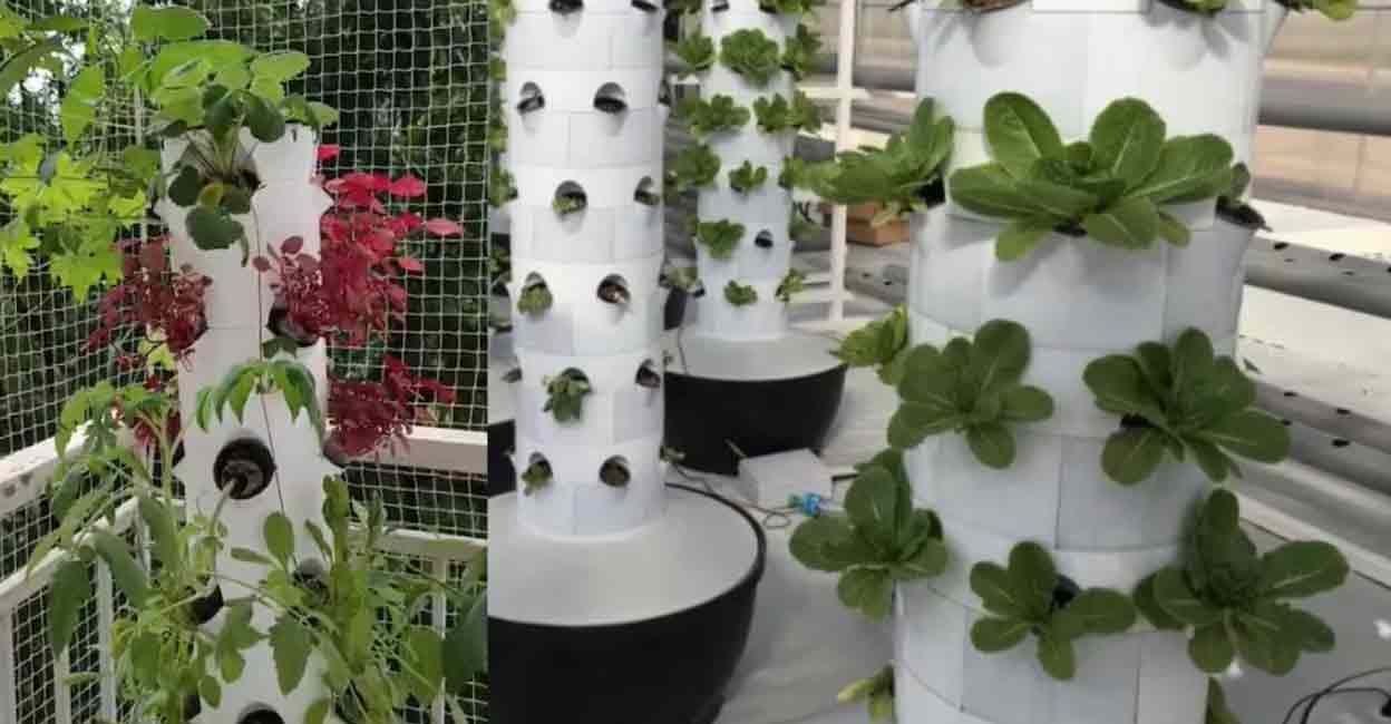 No soil, no hassle: Kochi youths develop innovative method of farming on balcony