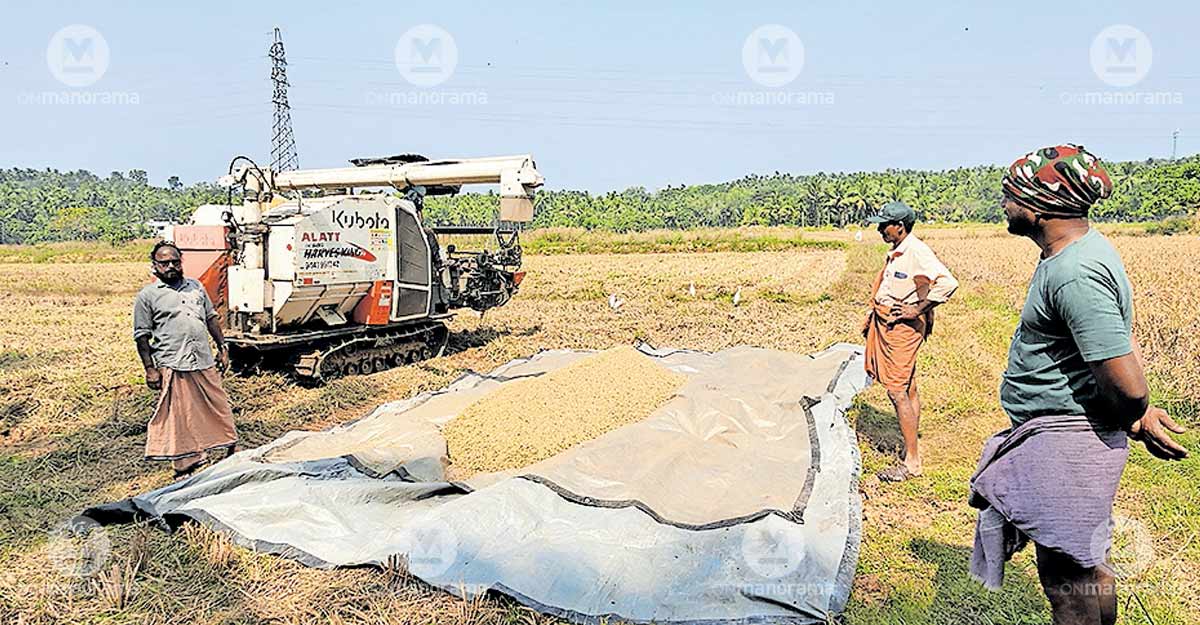 Makaram seasonal harvest begins in Malappuram paddy fields, farmers race against wild boar menace
