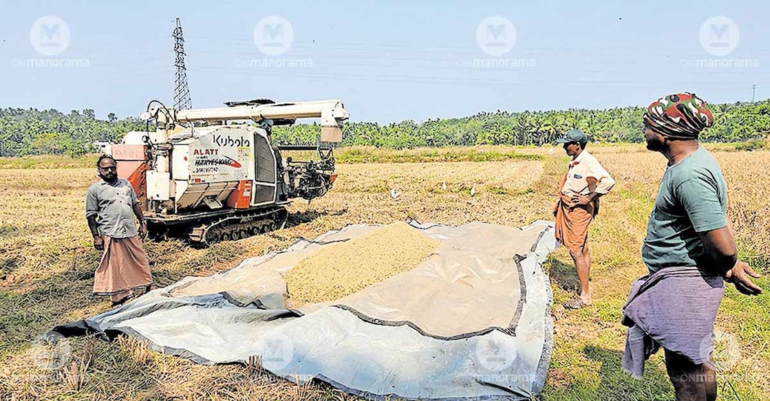 Paddy being harvested using a machine at the Eruprakkunnu polders in Vattamkulam. Photo: Special arrangement