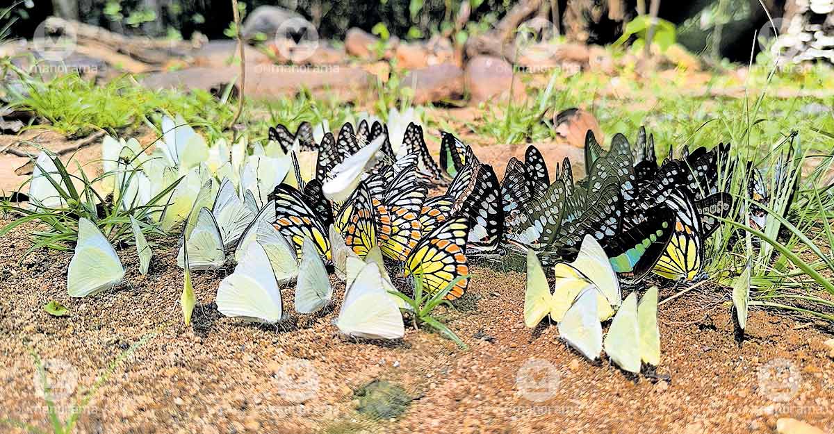 Butterfly migration begins along the Cheenkanni river in Kannur