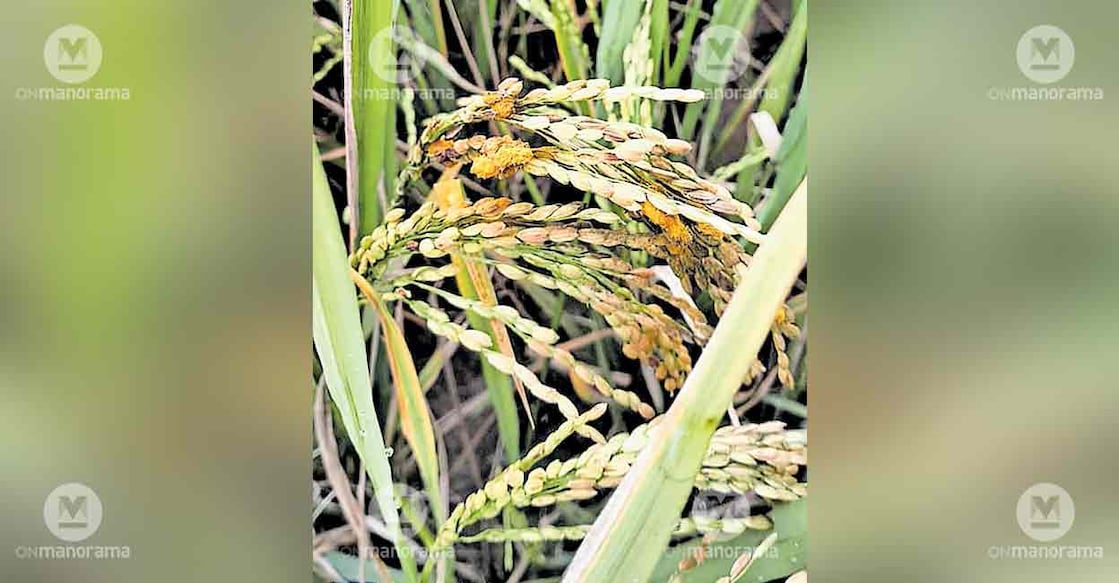 paddy-disease