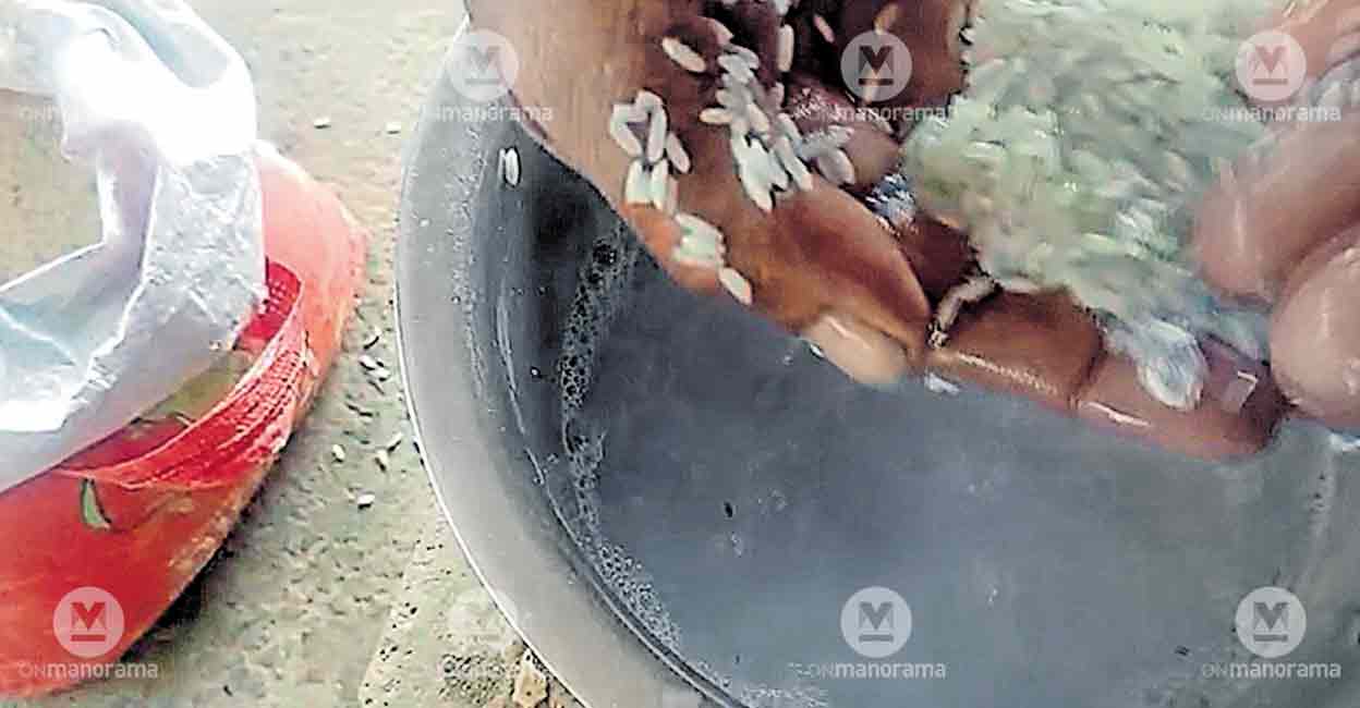 Dusty Ration Raw Rice Ration rice turns blue on washing in Kottayam, authorities scramble for ...